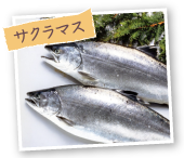 サクラマス