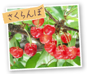 さくらんぼ