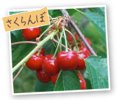さくらんぼ