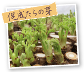 促成たらの芽