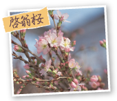 啓翁桜
