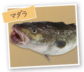 マダラ
