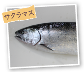 サクラマス