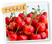 さくらんぼ