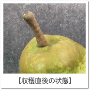 収穫直後の状態