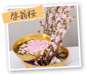 啓翁桜