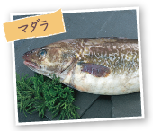 マダラ