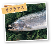 サクラマス