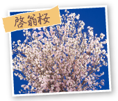 啓翁桜