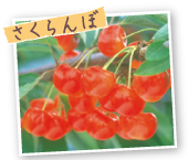 さくらんぼ