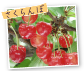 さくらんぼ