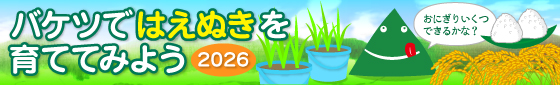 バケツではえぬきを育ててみよう2026