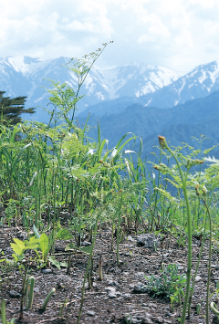 ペロリンの山形旬情報 わらび おいしい山形ホームページ